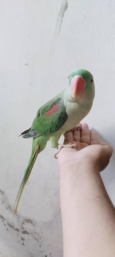 Raw parrot