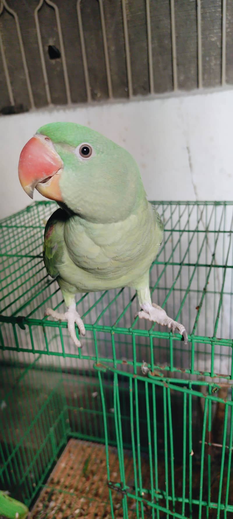 Raw parrot 1