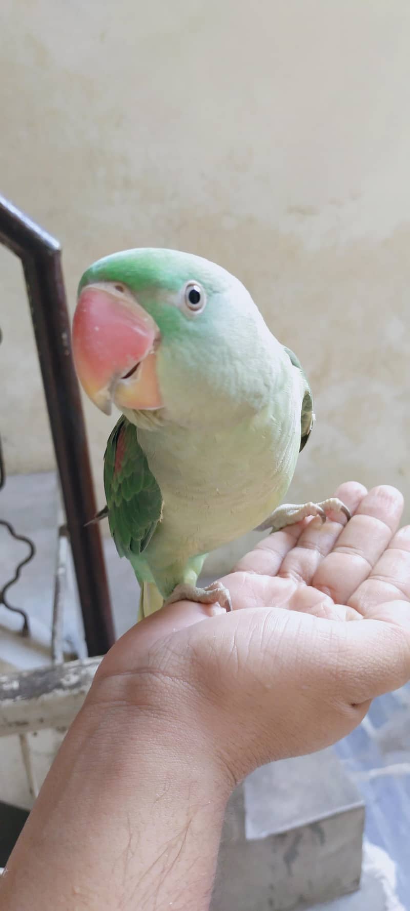 Raw parrot 2