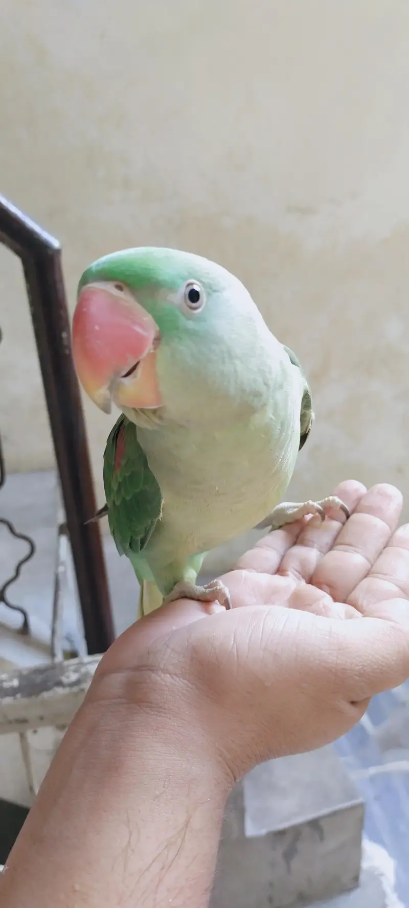 Raw parrot — photo 3