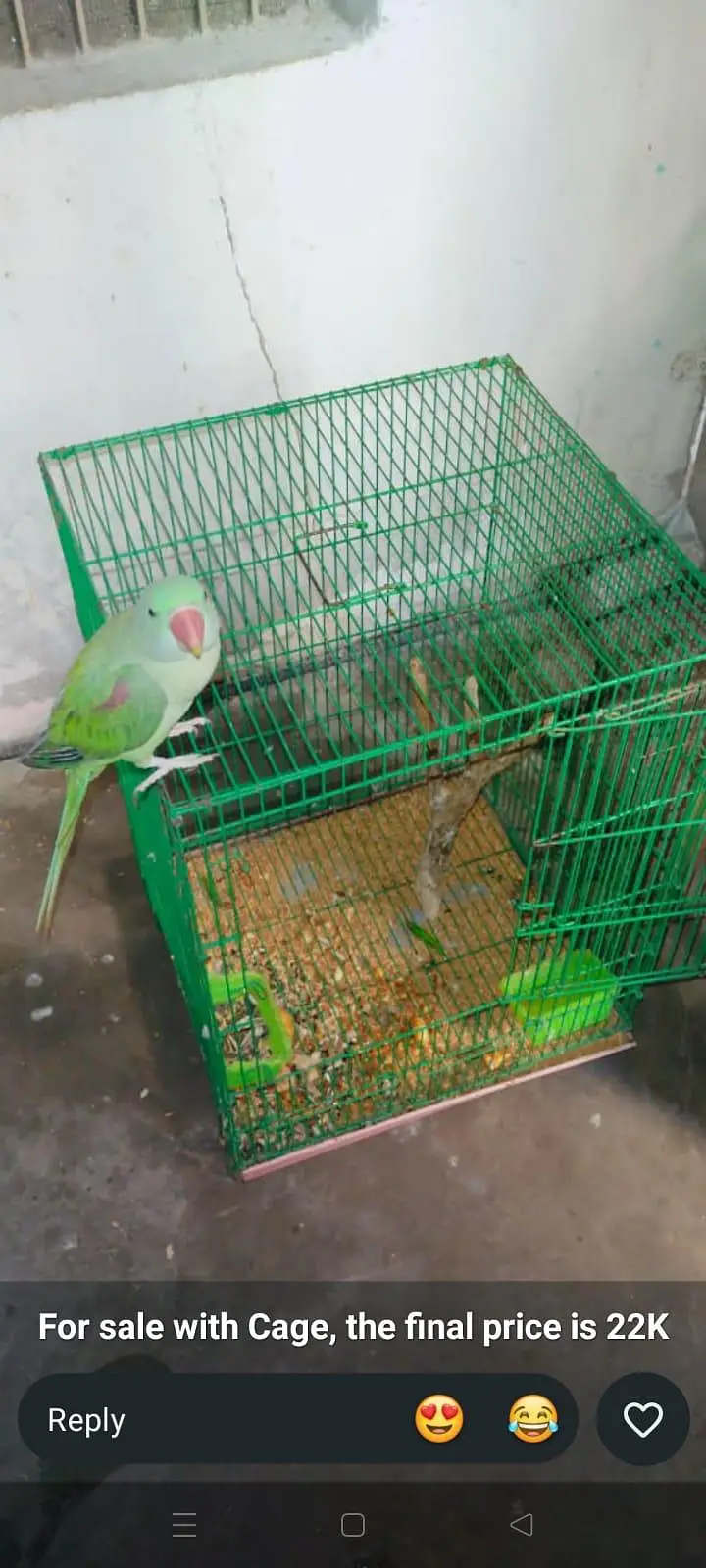 Raw parrot — photo 4