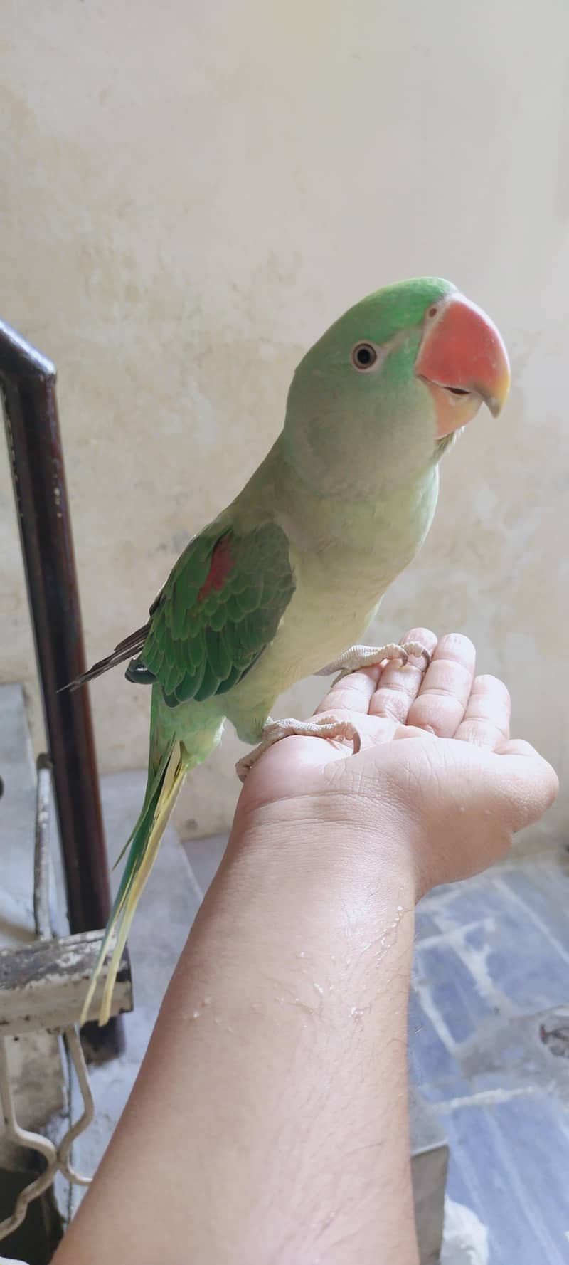Raw parrot 4