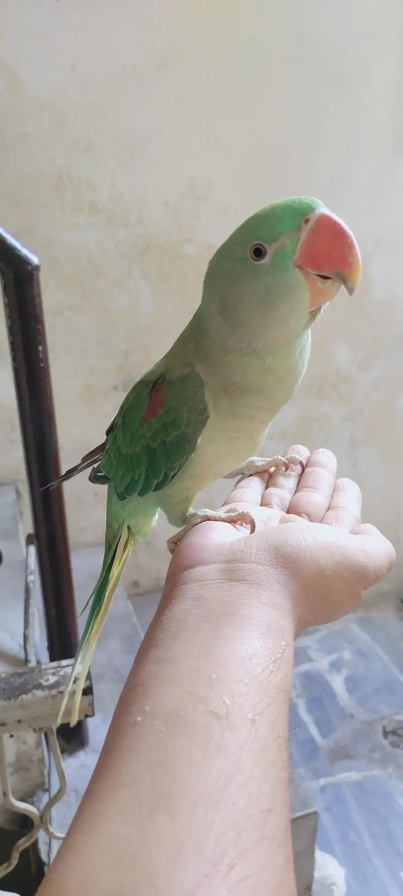 Raw parrot — photo 5