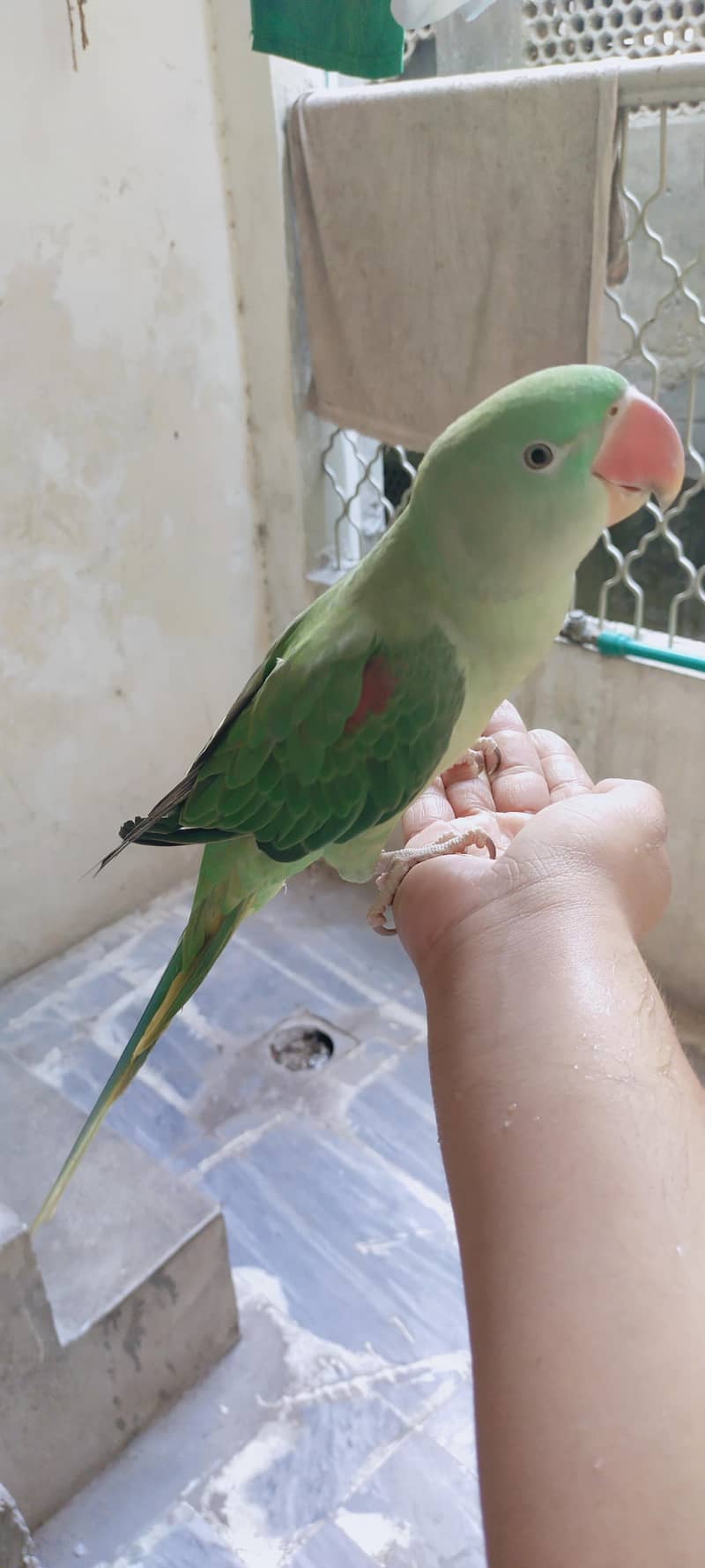 Raw parrot 5