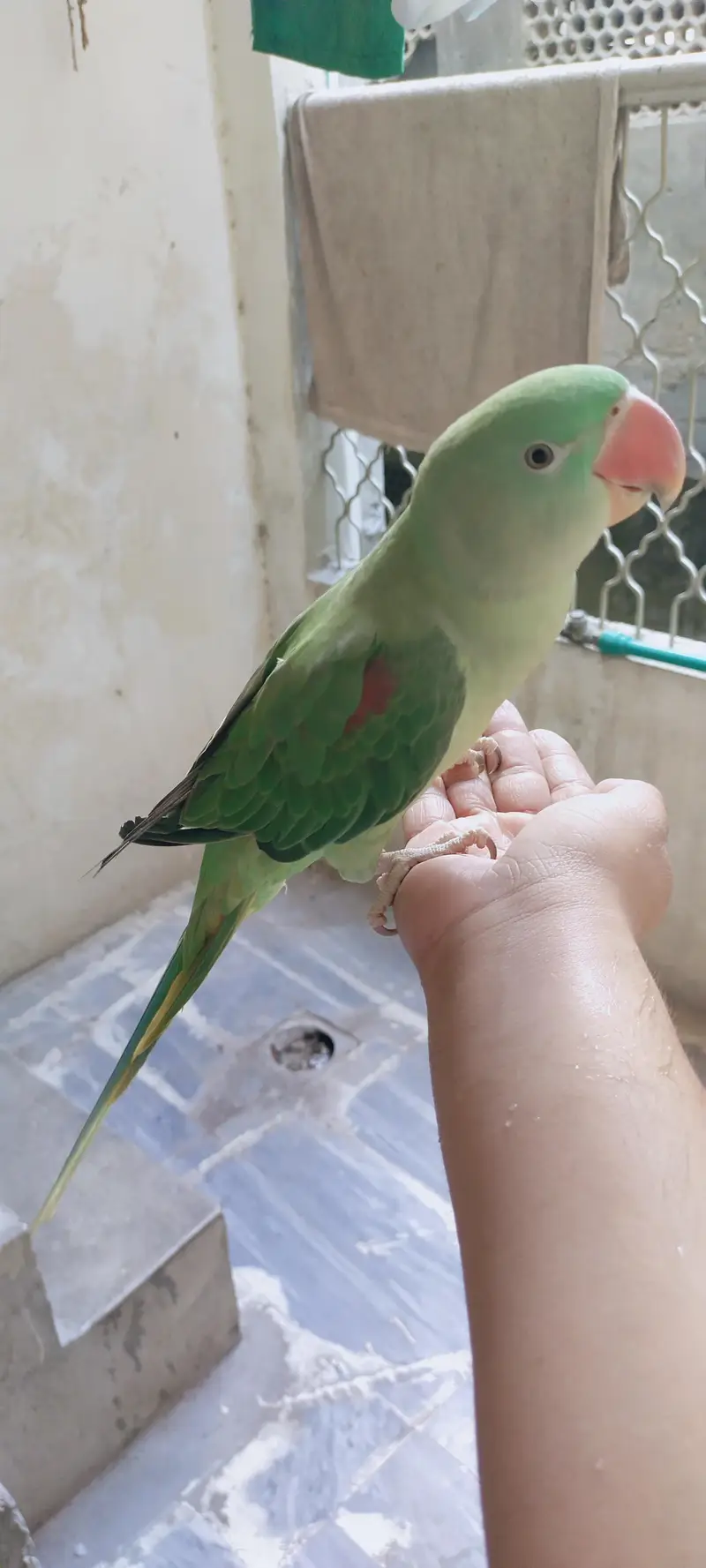 Raw parrot — photo 6