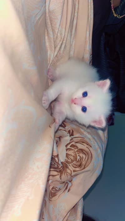 The cute cat