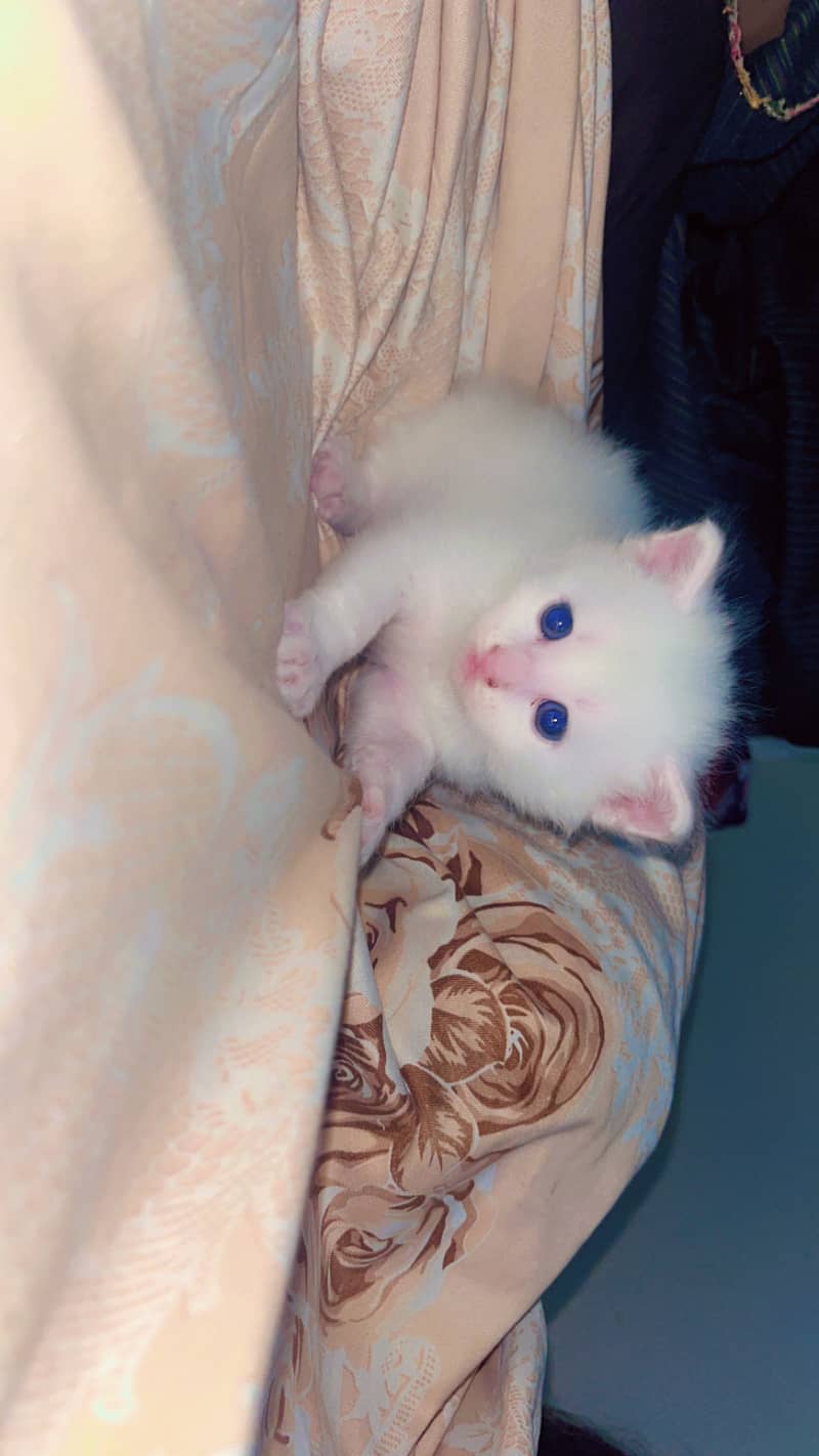 The cute cat 0