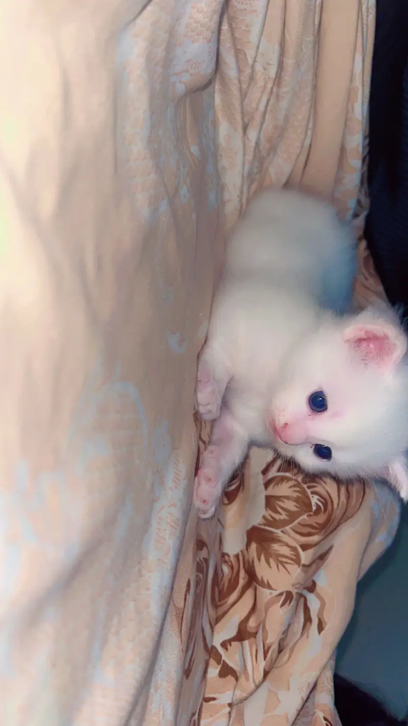 The cute cat — photo 2