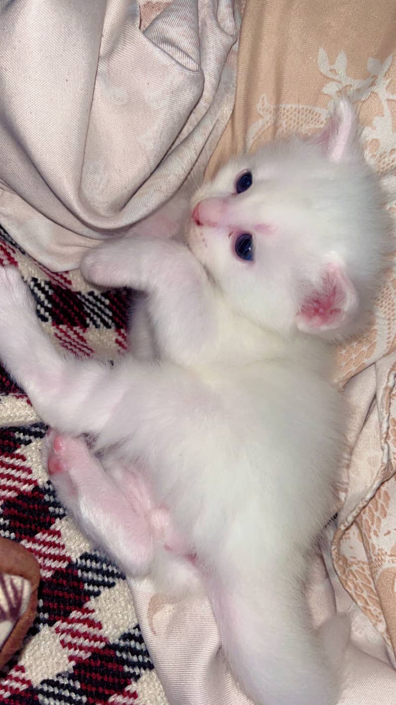 The cute cat 2
