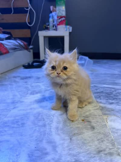 Cat for sale