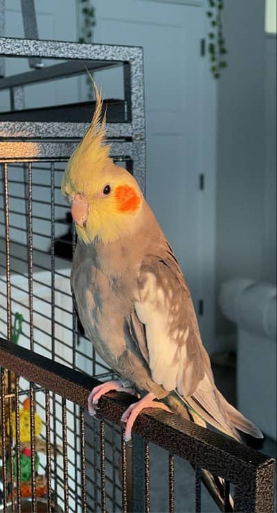 Cocktail Parrot