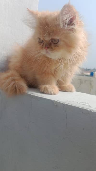 xpunch face female kitten 03234102419