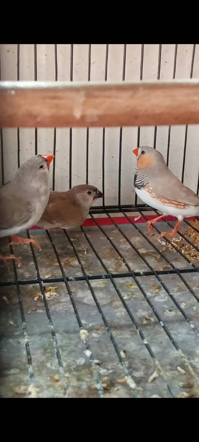 Light back Zebra finch Breeder pair with Chicks