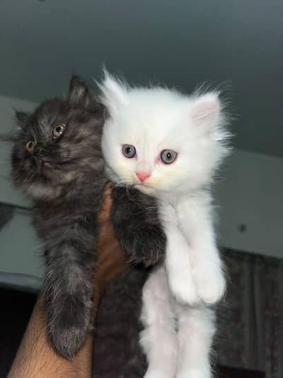 Triple coated kittens, what's app: 0318-1007752