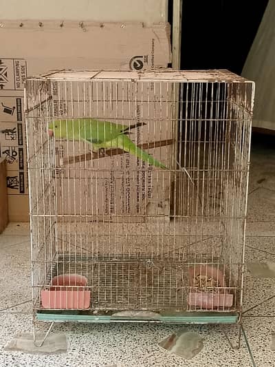 Sale Green Ringneck with Cage