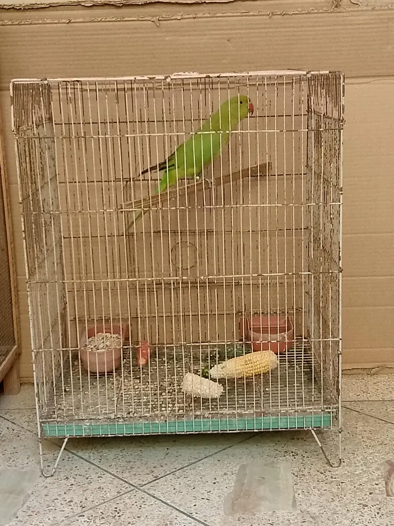 Sale Green Ringneck with Cage — photo 2