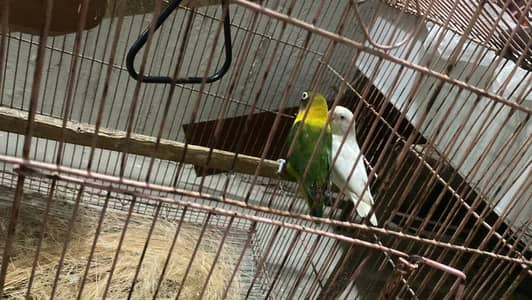 Breeder pair