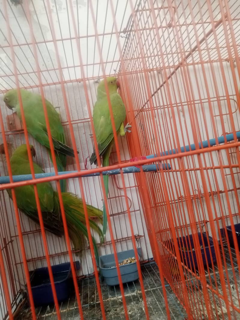 green ringneck 0