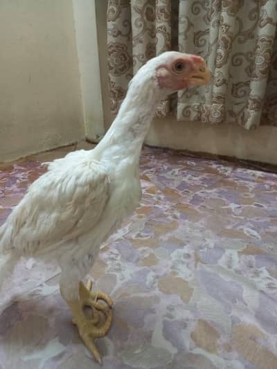 Indian parrot beak White