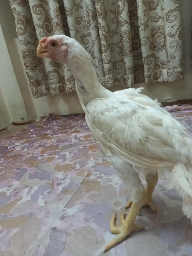 Indian parrot beak White — photo 2