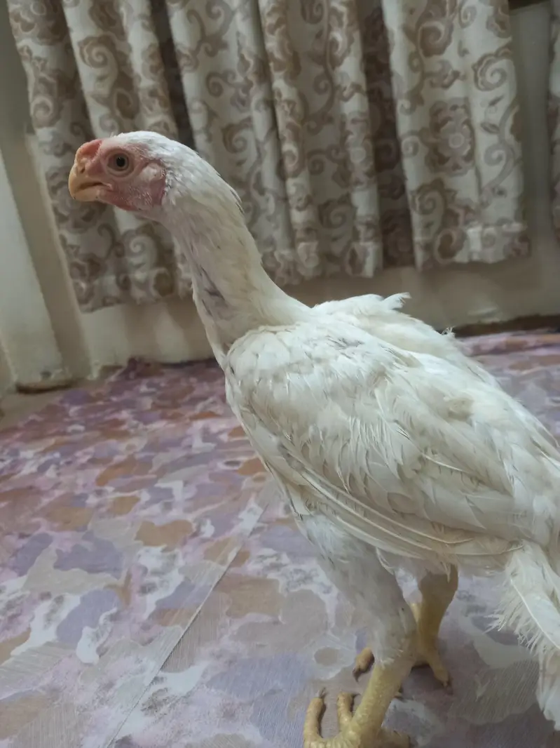 Indian parrot beak White — photo 3