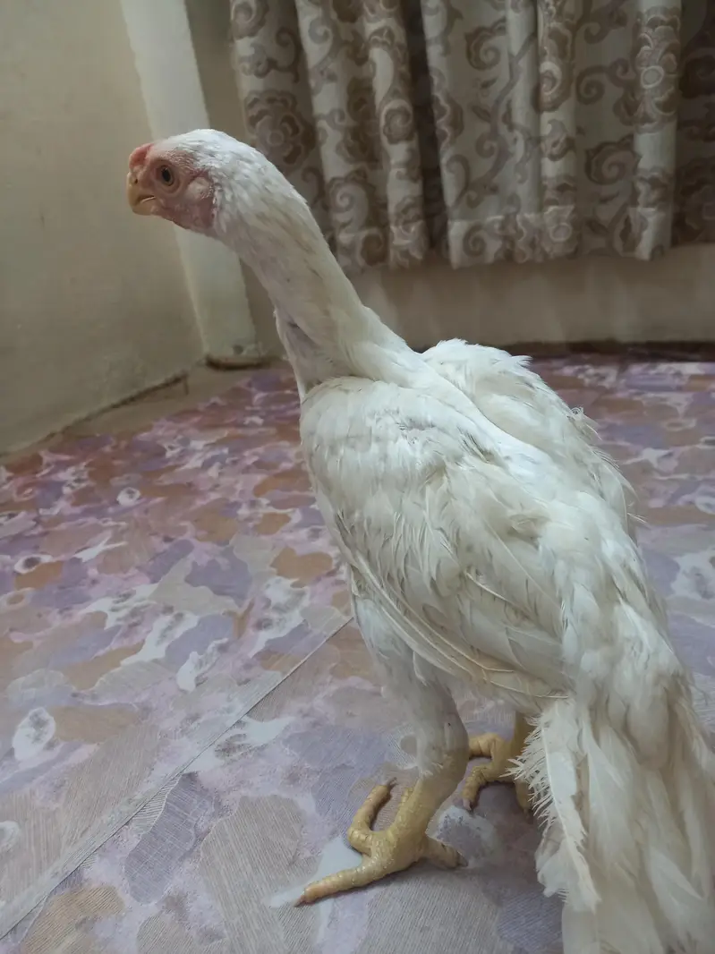 Indian parrot beak White — photo 7