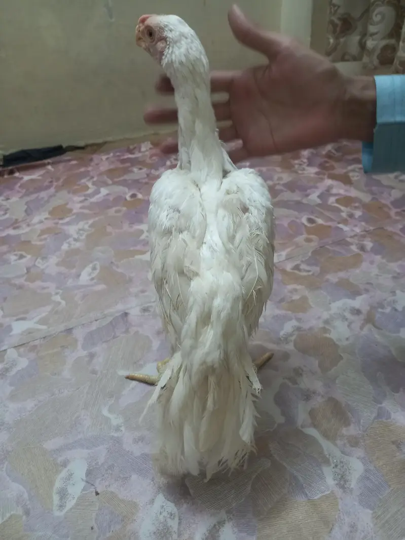 Indian parrot beak White — photo 8