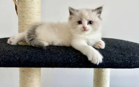 adoption baby cat