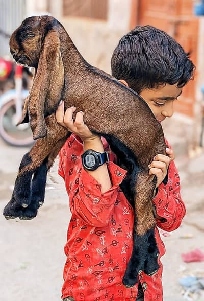 beetal baby goat