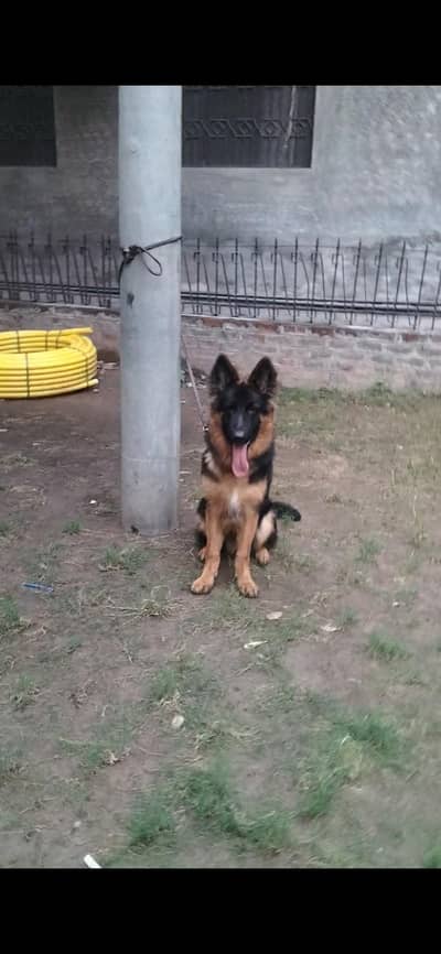 full long coat top Quality male pup pedigree microchip