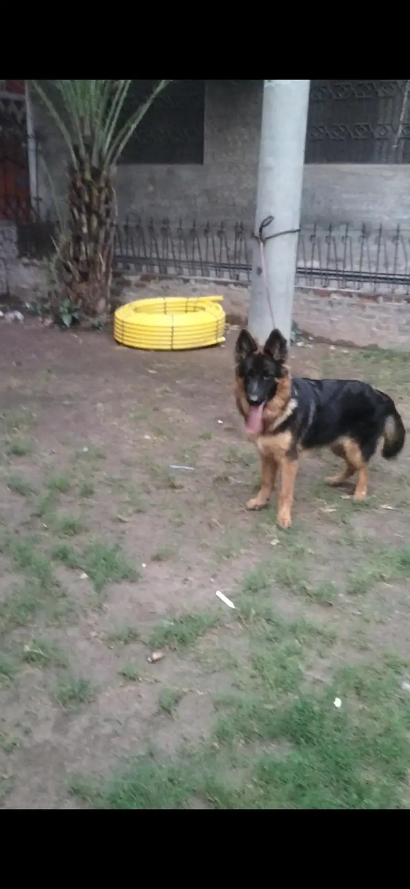 full long coat top Quality male pup pedigree microchip — photo 2