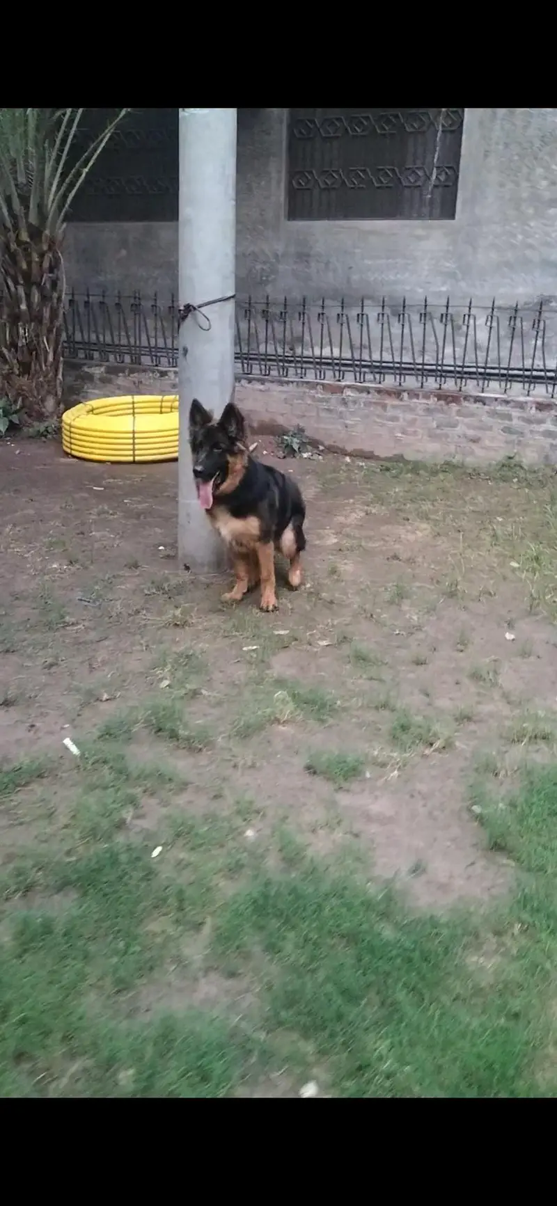 full long coat top Quality male pup pedigree microchip — photo 3