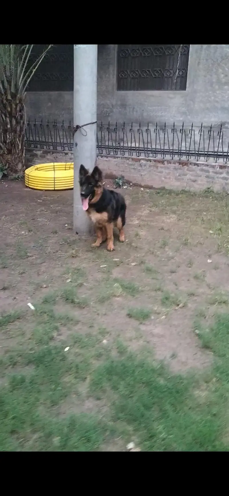 full long coat top Quality male pup pedigree microchip — photo 4