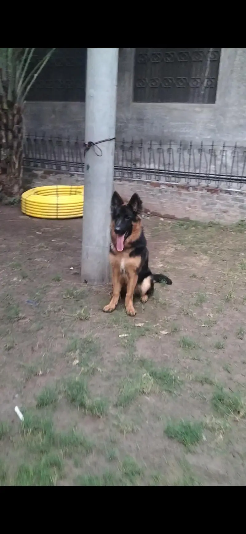 full long coat top Quality male pup pedigree microchip — photo 5