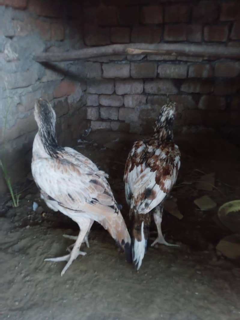 peela pair 0