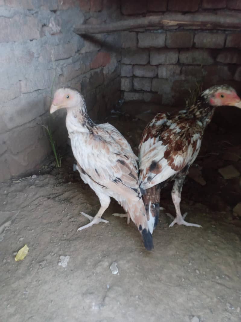 peela pair 1