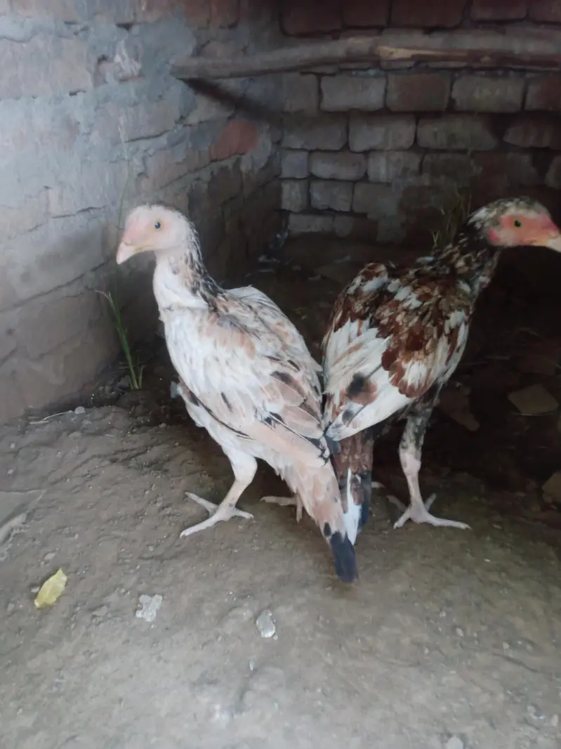peela pair — photo 2