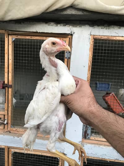 shamo phathy 3 months high quality