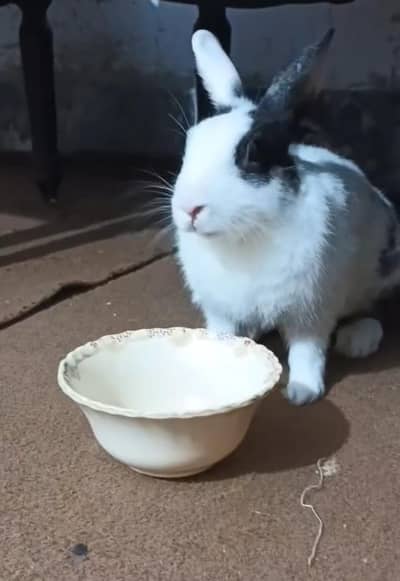 female rabbits for sale
