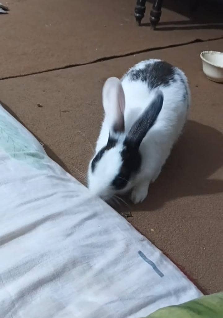 female rabbits for sale 1