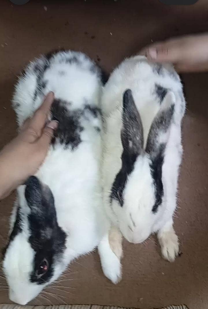 female rabbits for sale 2