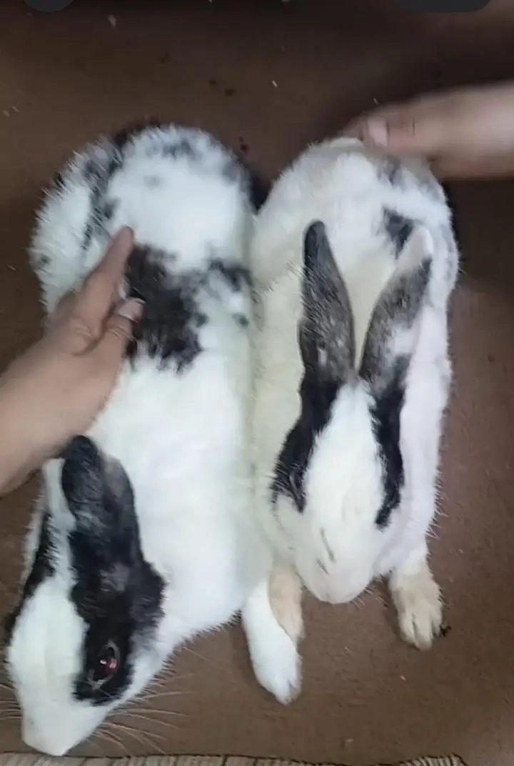 female rabbits for sale — photo 3