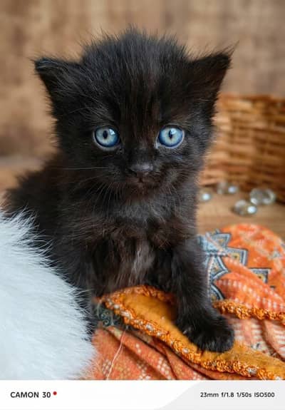Persian Punch Face Black & Brown Color Cat Baby For Sale 0305.4364606