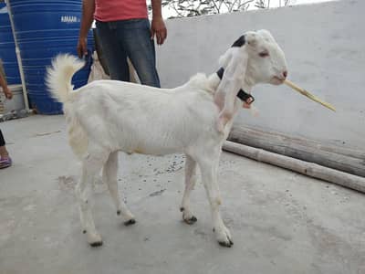 Bakrey for sale
