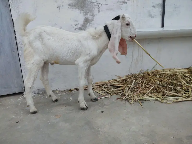 Bakrey for sale — photo 2