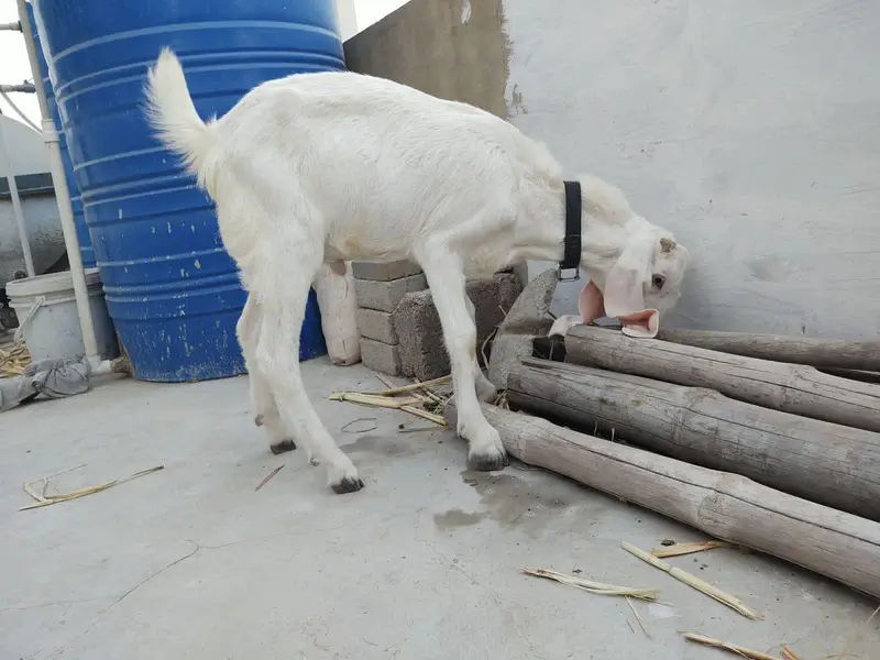 Bakrey for sale — photo 3
