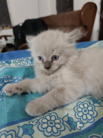 Persian Kittens 50 days old