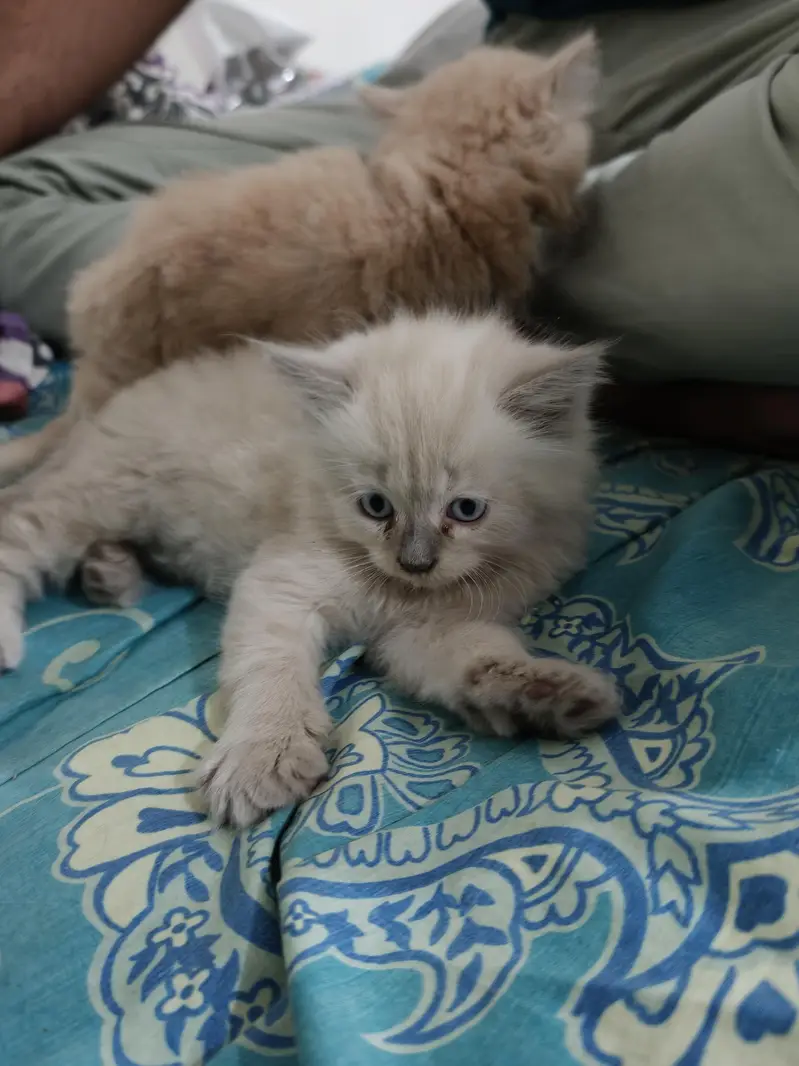 Persian Kittens 50 days old — photo 2