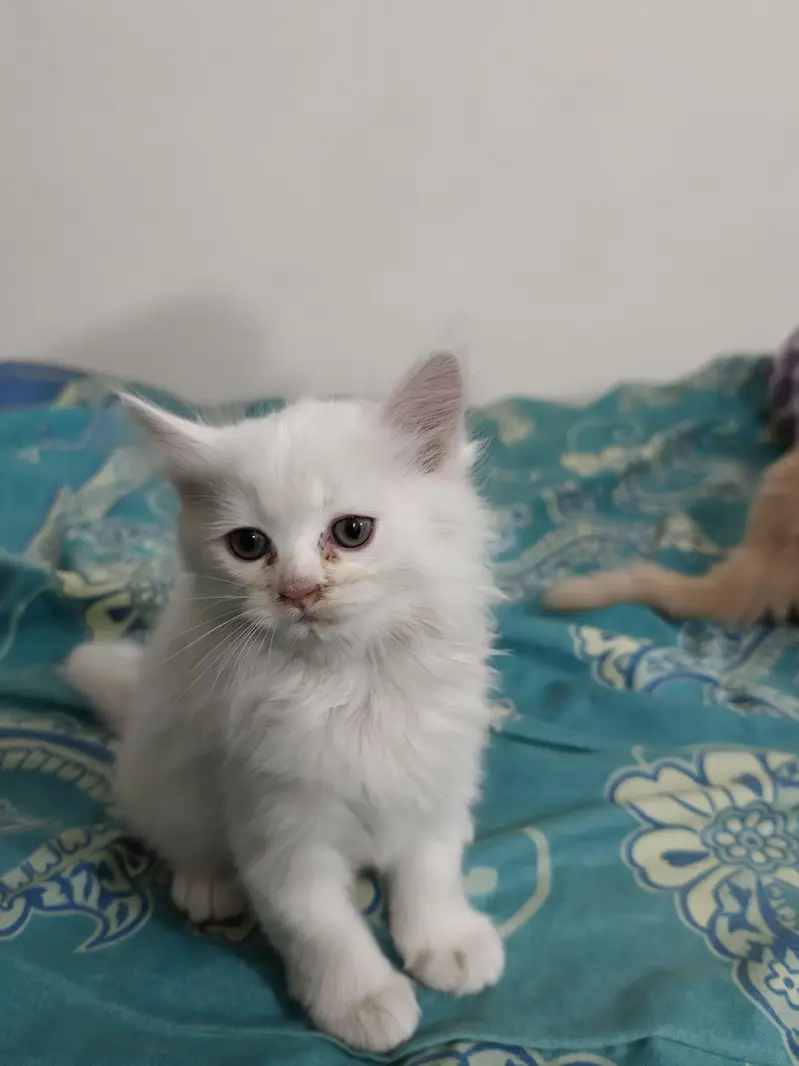 Persian Kittens 50 days old — photo 3