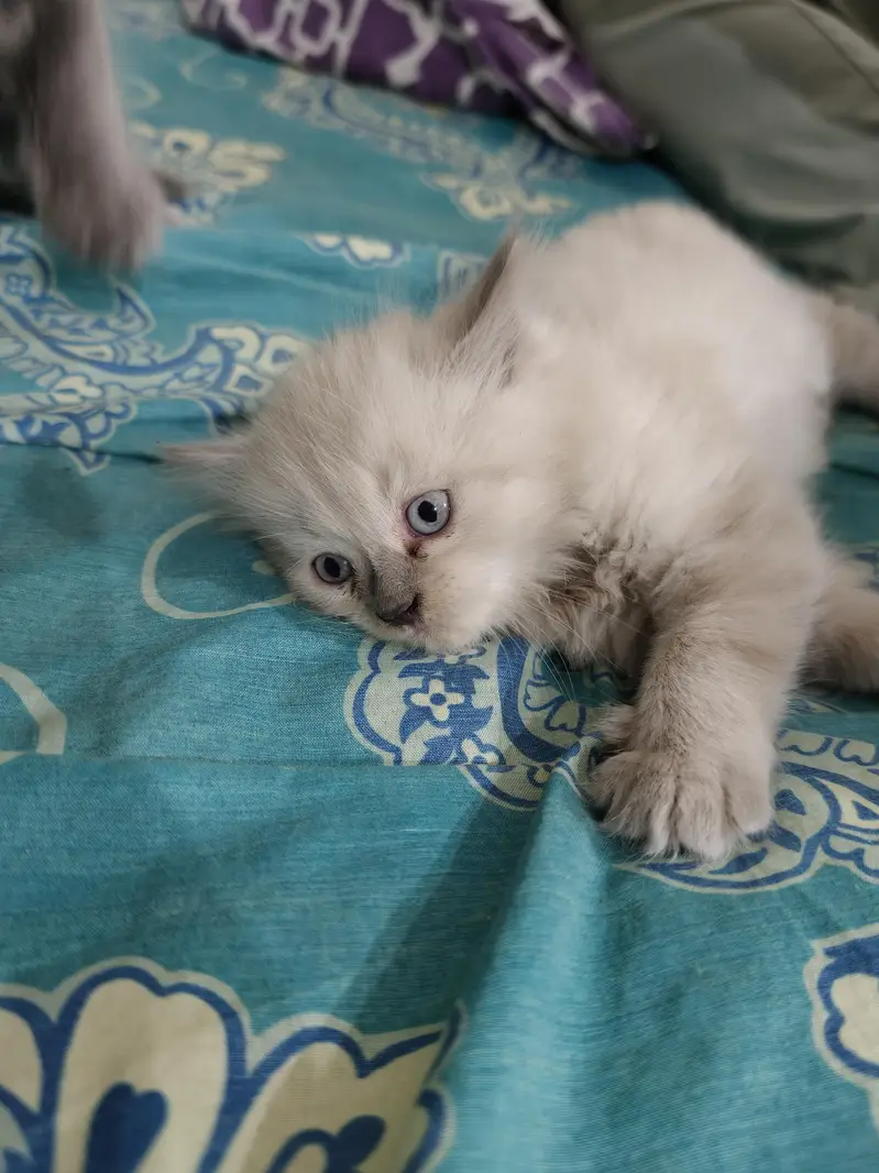 Persian Kittens 50 days old — photo 4